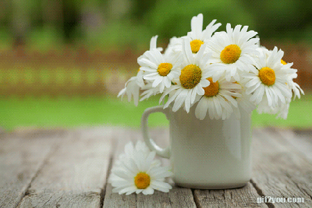 Sweet chamomile flowers in a cup.