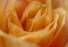 Close-up of a beautiful rose in the morning. Blooming flower with creamy yellow petals.