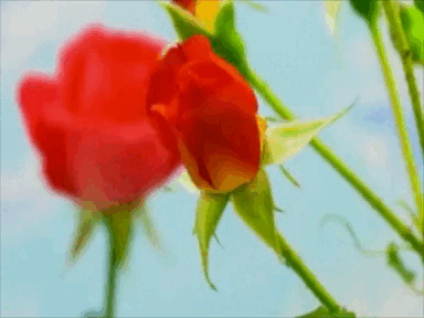 Gif with beautiful rose. A red flower blooms on a blue background.
