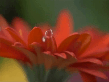 Soulful animation with a beautiful red gerbera flower, on the petals of which drops of water fall.