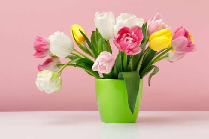 Сolorful flowers of tulips close-up. A magnificent composition of charming flowers to express warm feelings to each other. Love is the most magical feeling and the most important thing on earth. And the expression of feelings can be realized with the help of beautiful flowers.