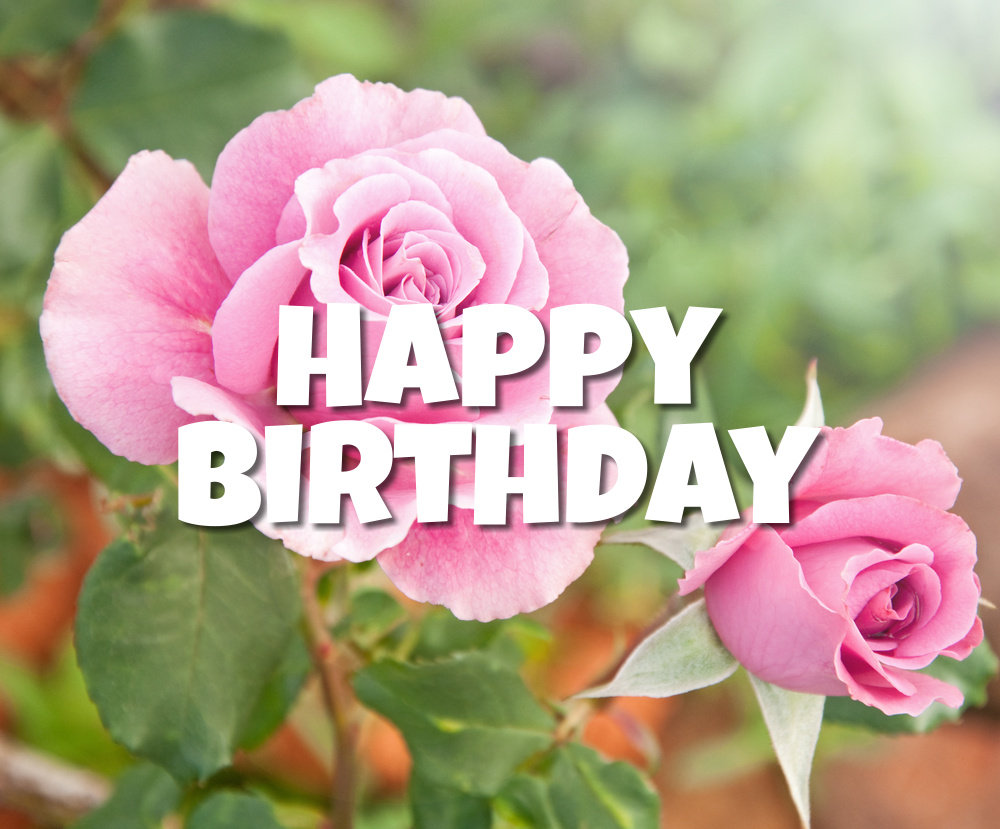 Beautiful roses in the garden. Delicate pink flowers close-up and a happy birthday greeting written using the original font. The rose is a symbol of beauty, which gives aesthetic pleasure from the contemplation of these flowers in nature.